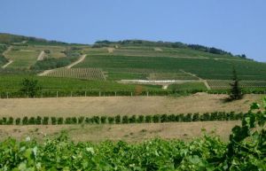 托考伊葡萄園 托考伊葡萄園