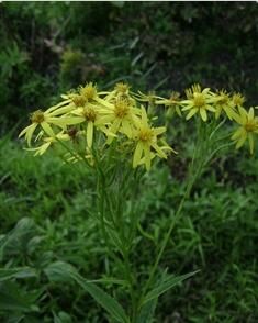 全葉千里光 全葉千里光