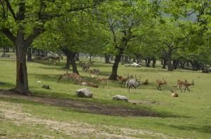 秦嶺野生動物園 秦嶺野生動物園