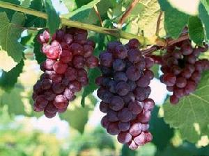 圖木舒克市水果