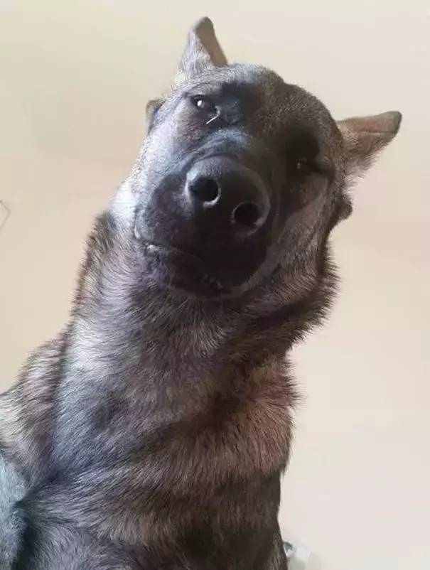 狗狗為什麼喜歡盯著主人睡覺?