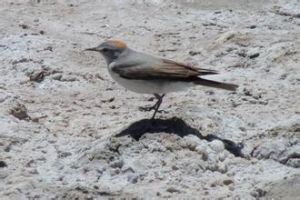 馬島棕亞族 馬島棕亞族