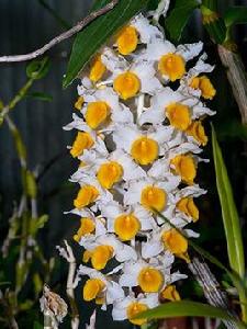 球花石斛 球花石斛