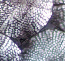 滌錦複合絲 滌錦複合絲