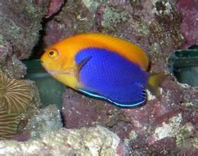 黃肚神仙魚 黃肚神仙魚