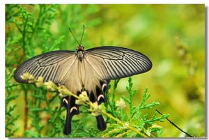 平頂海山蝶 平頂海山蝶