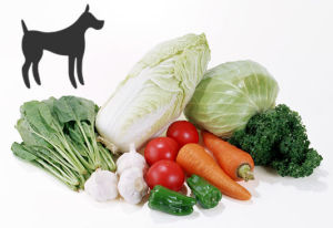 素食狗健康報告
