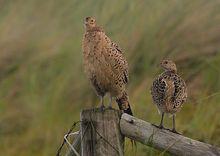 雉雞（雌鳥和幼鳥）