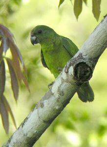 黑嘴亞馬遜鸚鵡 黑嘴亞馬遜鸚鵡