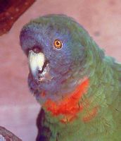 紅頸亞馬孫鸚哥 紅頸亞馬孫鸚哥