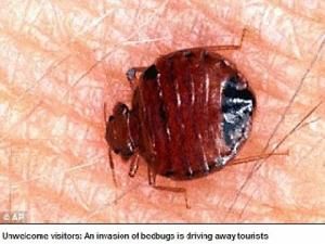 臭蟲危機 臭蟲危機