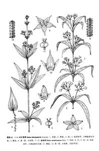 沙生茜草 沙生茜草