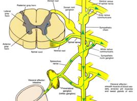 脊神經節 脊神經節