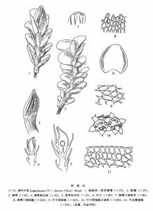 卵葉葉苔 卵葉葉苔