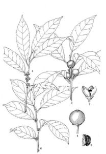 窪皮冬青(原變種) 窪皮冬青(原變種)