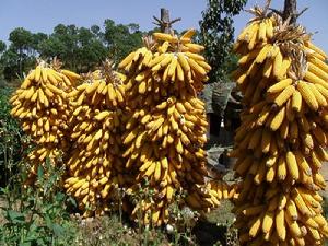 趙丫口村農村經濟-玉米