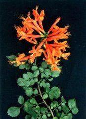 桂南省藤 桂南省藤