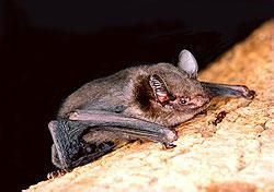 褐扁顱蝠 褐扁顱蝠