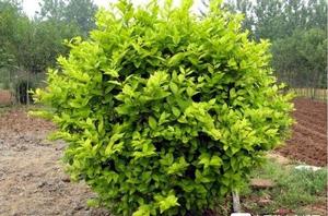 沭陽金葉女貞基地 沭陽金葉女貞基地