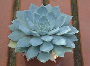 帕霍納爾(E. simulans, Pajonal)（攝影：Werner Krell）