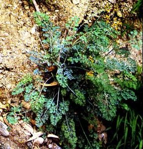 三裂柏那參 三裂柏那參