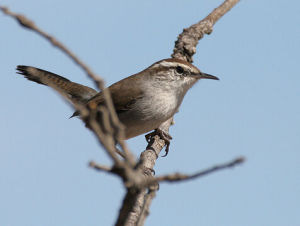 比氏葦鷦鷯 比氏葦鷦鷯