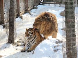 橫道河子東北虎林園 橫道河子東北虎林園