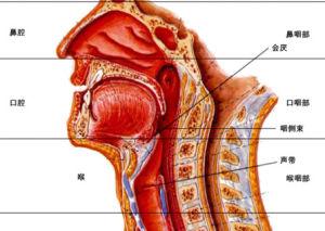 喉阻塞 喉阻塞