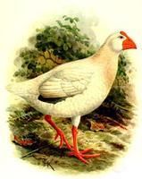 新不列顛紫水雞