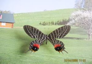 多尾鳳蝶 多尾鳳蝶