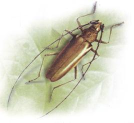 黃茸緣天牛 黃茸緣天牛