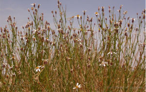 高大中亞紫菀木 高大中亞紫菀木