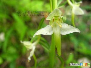 狹瓣舌唇蘭 狹瓣舌唇蘭