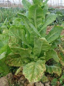 萵苣赤褐斑病 萵苣赤褐斑病