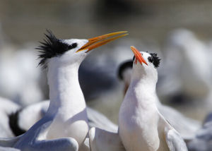橙嘴鳳頭燕鷗 橙嘴鳳頭燕鷗