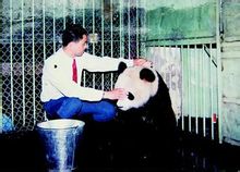 1986年 成都動物園的熊貓到新疆展出
