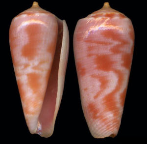 火焰芋螺 火焰芋螺