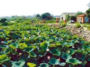 鶴山古勞 鶴山古勞