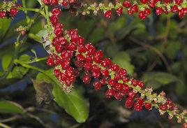 漿果莧[漿果莧]