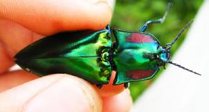 黔麗叩甲 黔麗叩甲