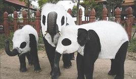 大象熊貓 大象熊貓