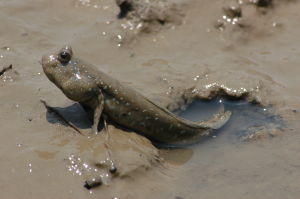 mudskippers