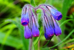 察隅滇紫草 察隅滇紫草