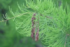 羽葉池杉 羽葉池杉