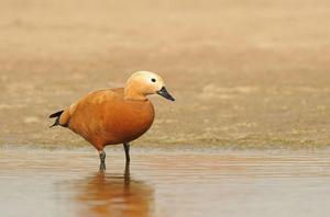 赤麻鴨[雁形目鴨科動物]