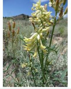 牧場黃耆(原變種) 牧場黃耆(原變種)