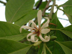 Magnolia &times; alba