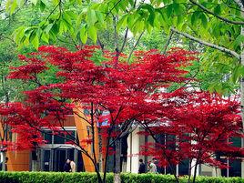 中國紅楓 中國紅楓