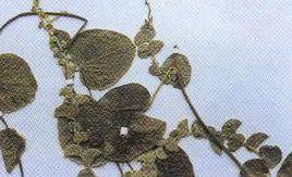 亞乎奴錫生藤 亞乎奴錫生藤