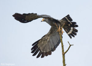 非洲鬣鷹 非洲鬣鷹